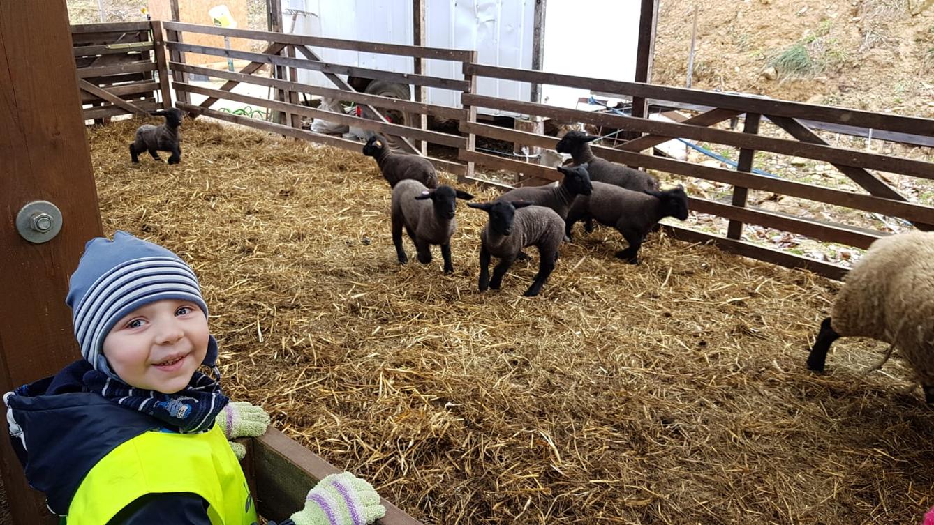 Máme rádi zvířata I.: ovečky - 3