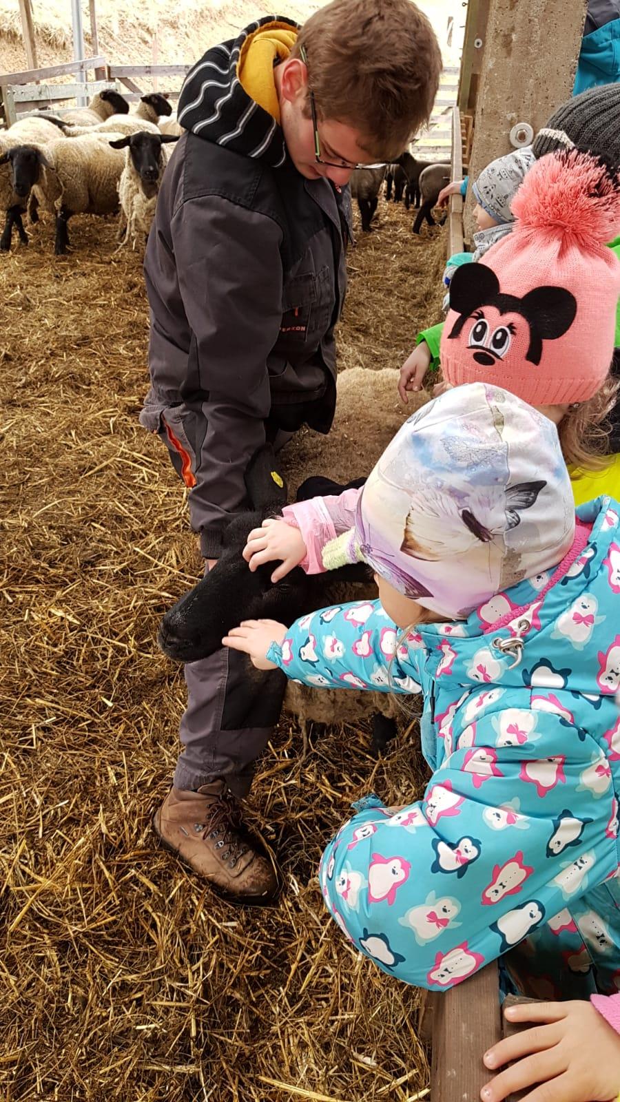 Máme rádi zvířata I.: ovečky - 5