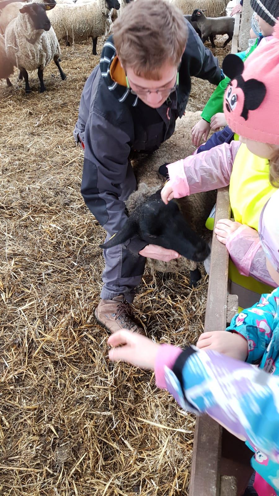 Máme rádi zvířata I.: ovečky - 6