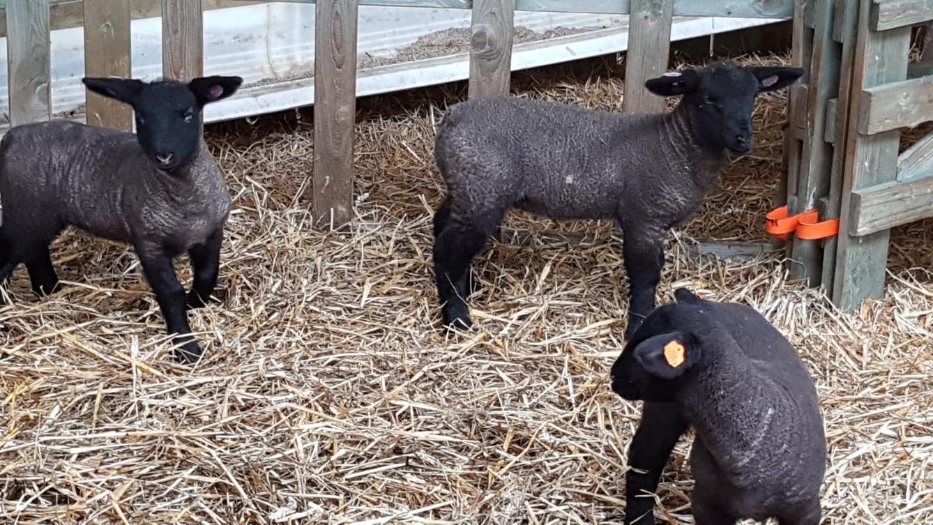 Máme rádi zvířata I.: ovečky - 10