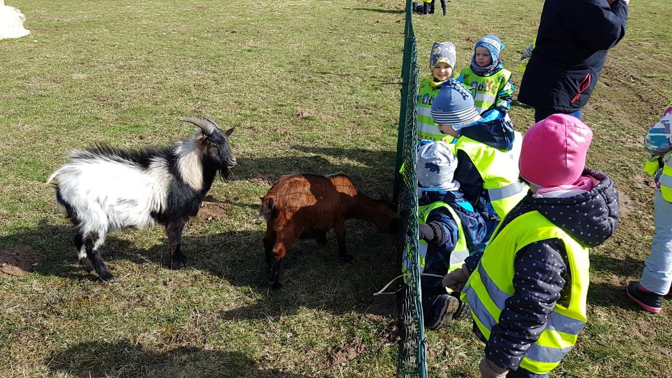 Máme rádi zvířata II.: kozičky - 2