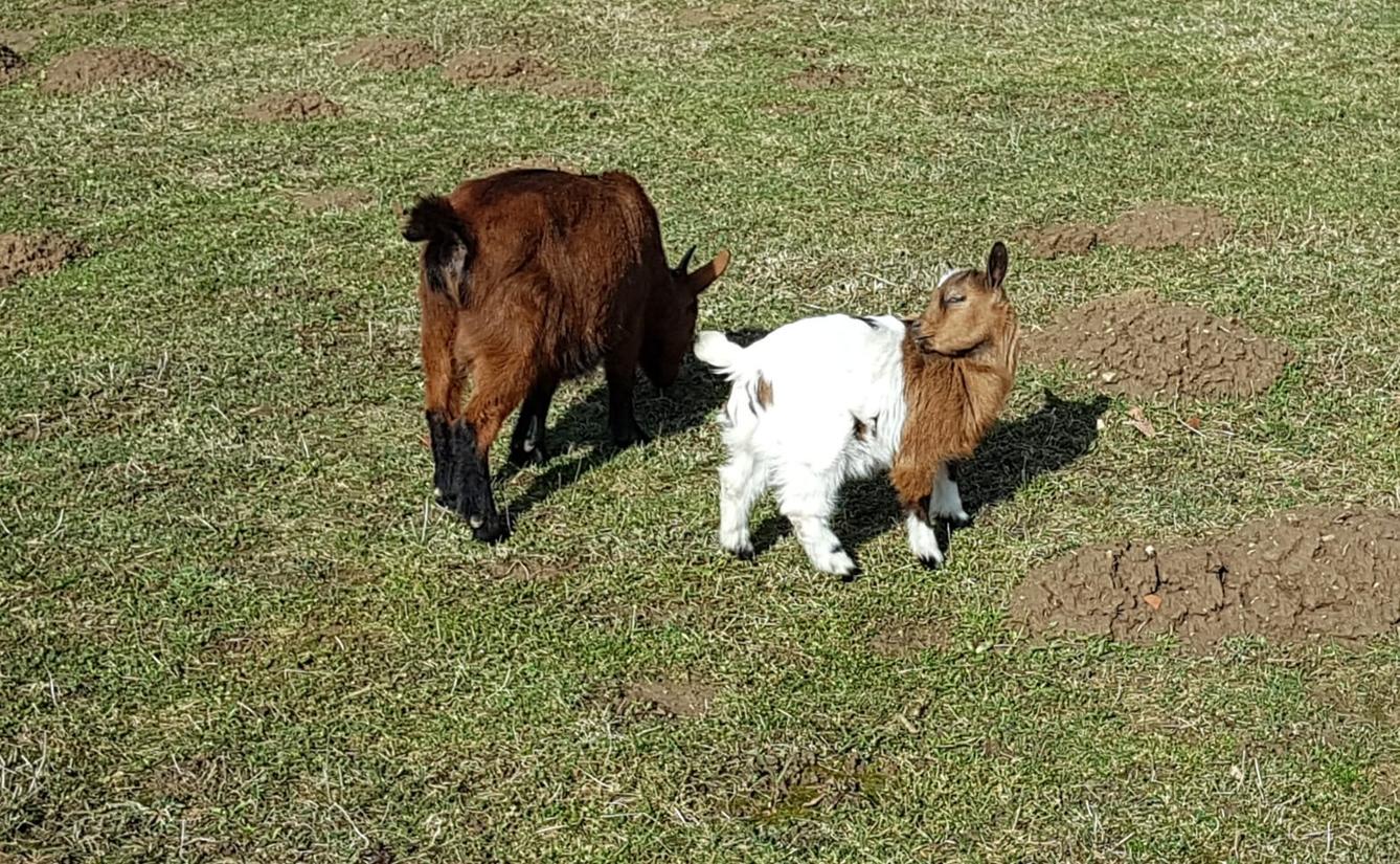 Máme rádi zvířata II.: kozičky - 3