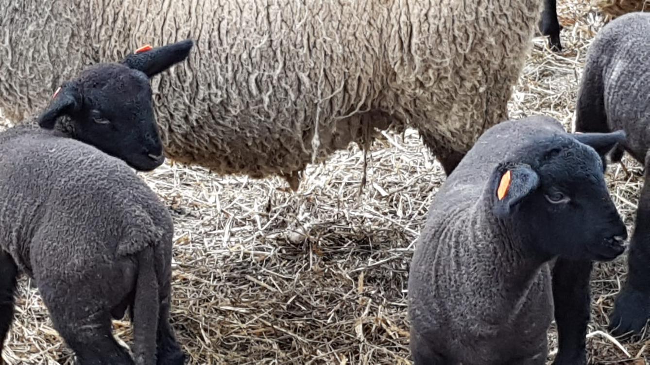 Máme rádi zvířata I.: ovečky - 11