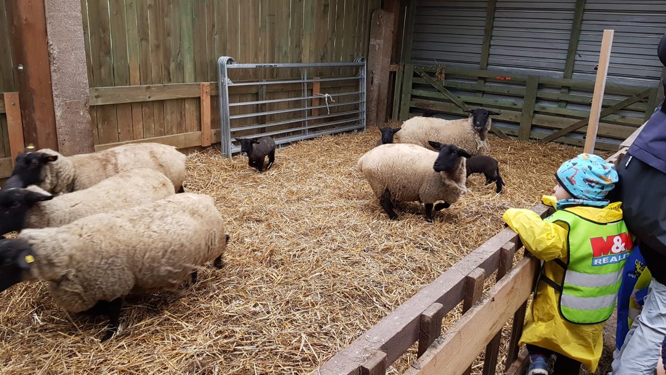 Máme rádi zvířata I.: ovečky - 15