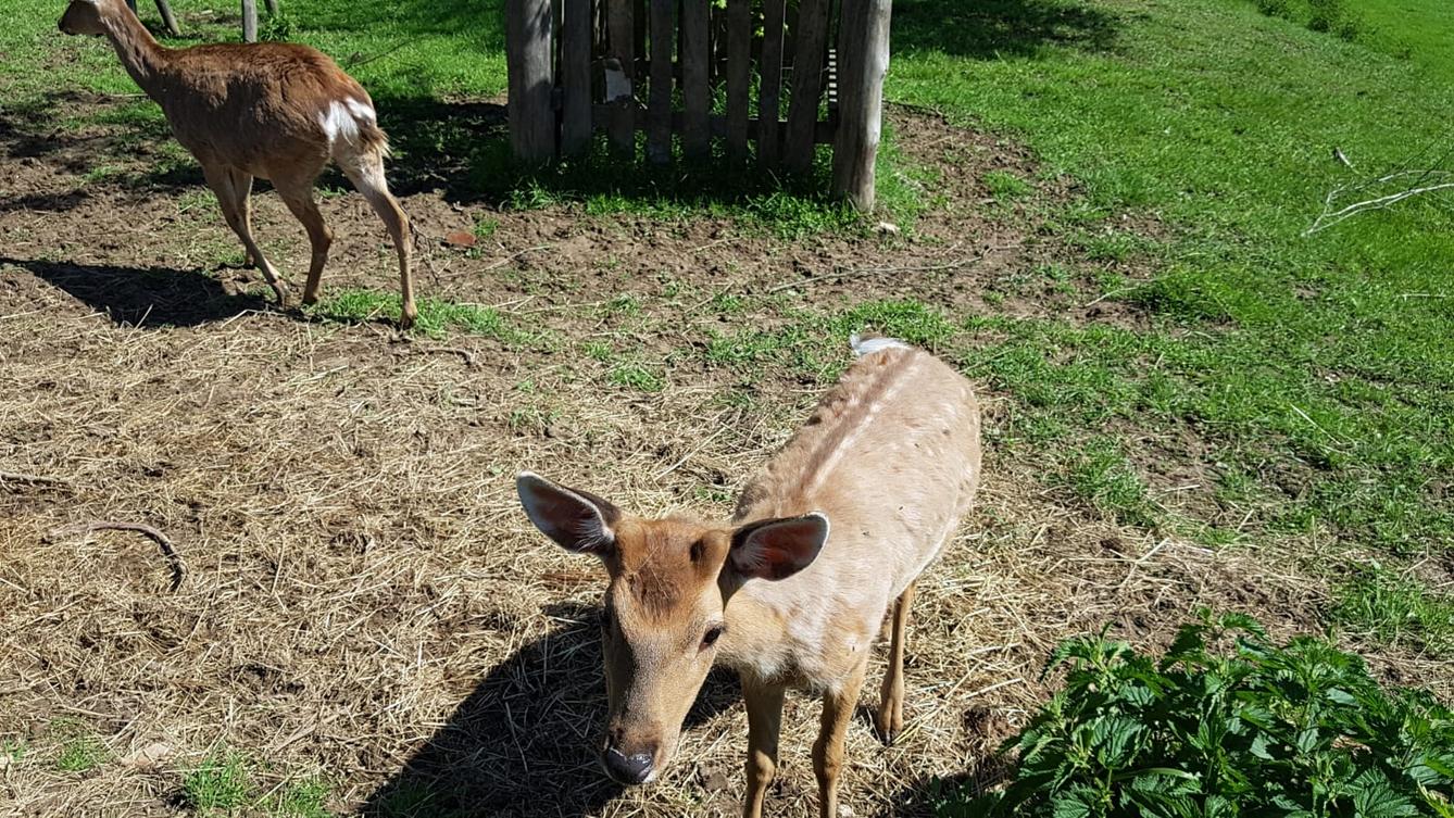 Vycházka za jeleny a návštěva lesní školky - 3