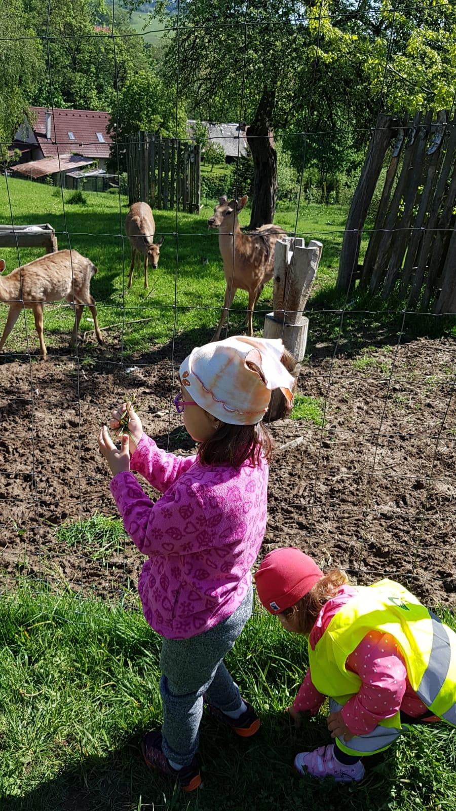 Vycházka za jeleny a návštěva lesní školky - 13