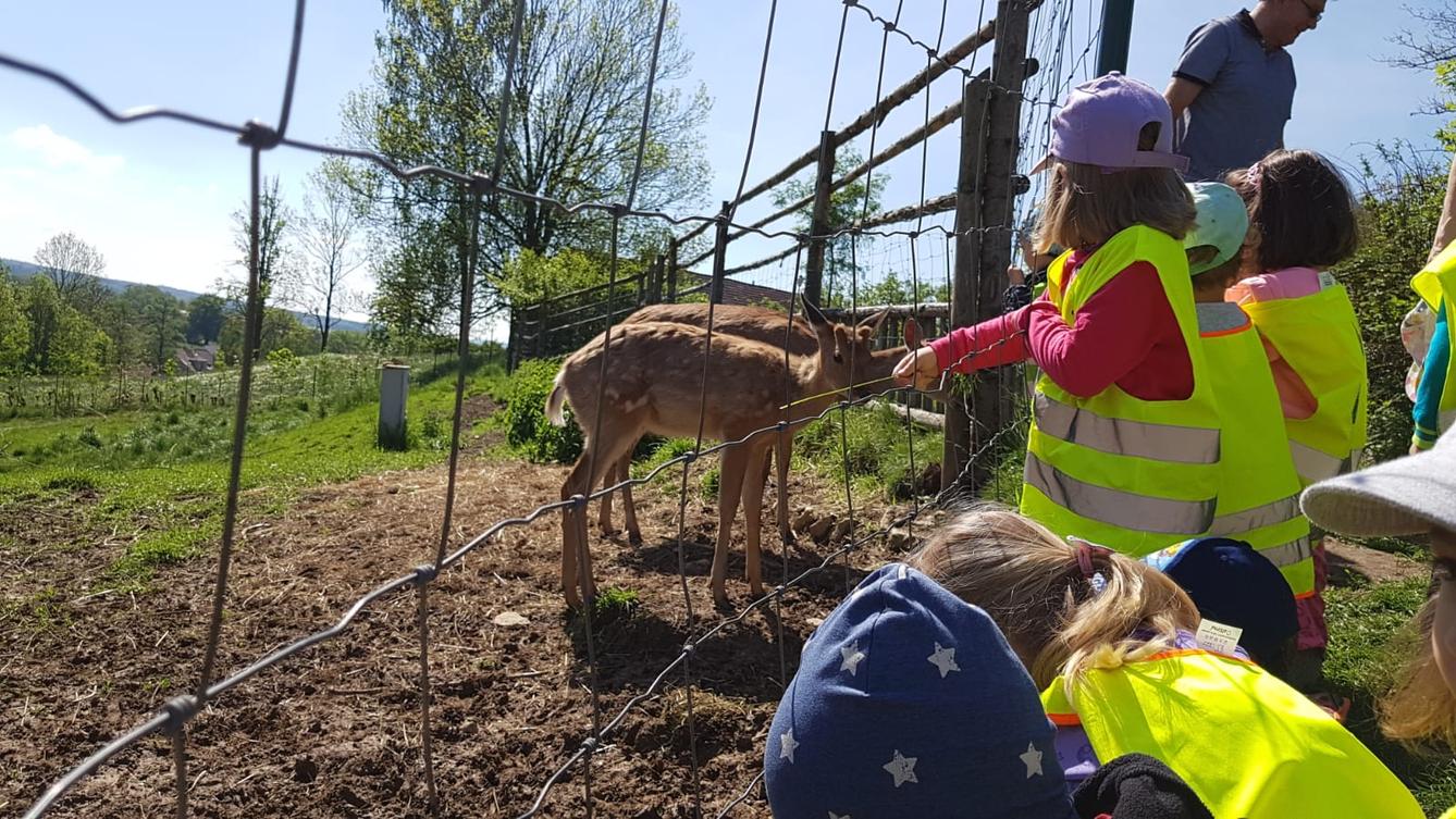 Vycházka za jeleny a návštěva lesní školky - 15