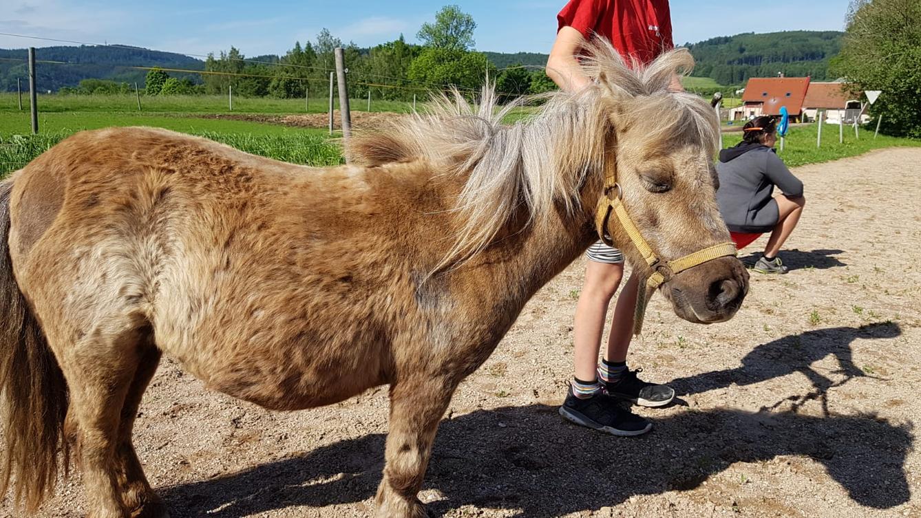 Máme rádi zvířata: Koníci - 30