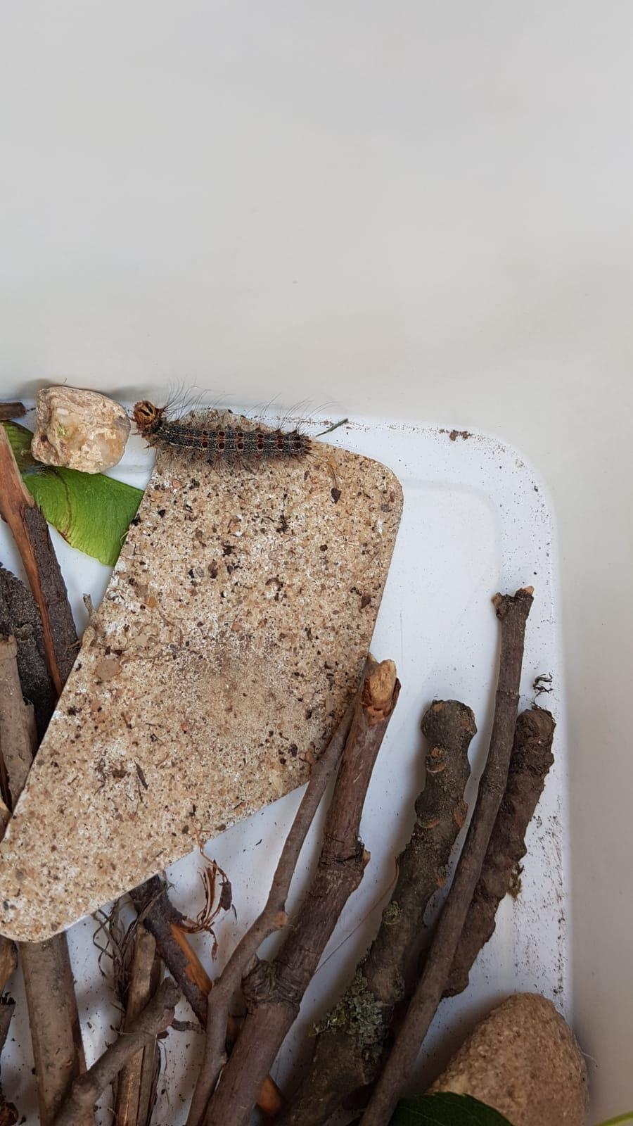 "máme rádi zvířata" - "co se nám to objevilo na zahradě?" - 3