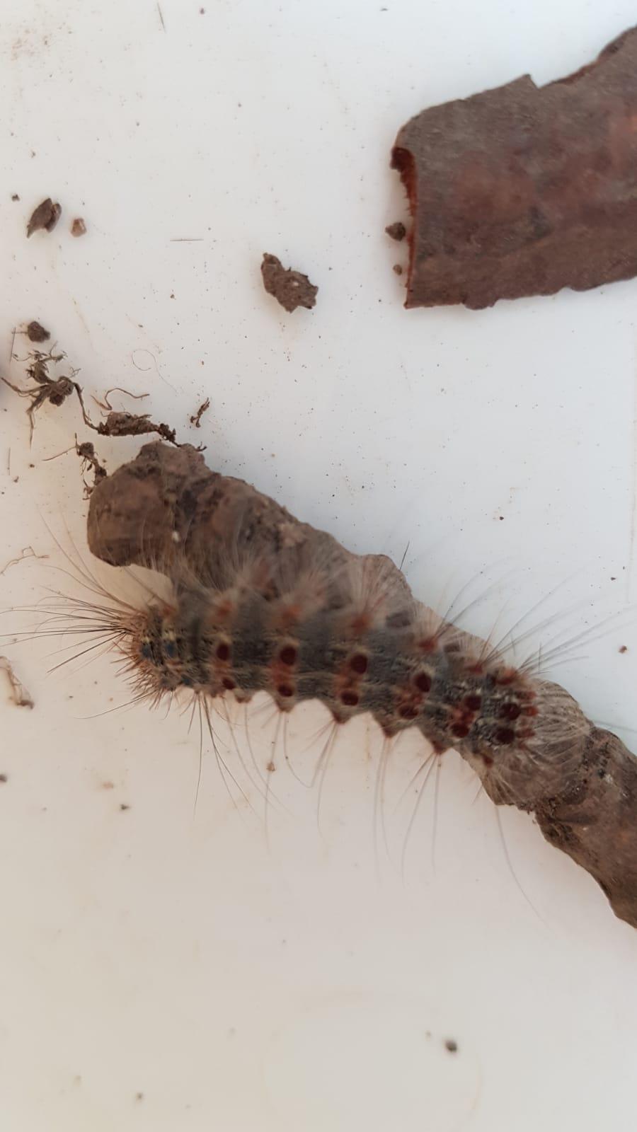 "máme rádi zvířata" - "co se nám to objevilo na zahradě?" - 6