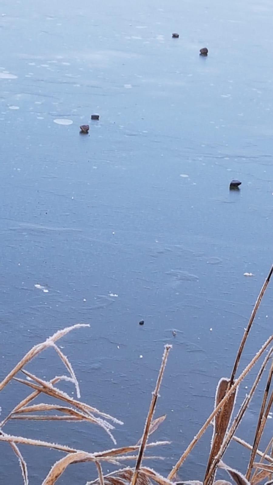 Klokánci a jejich zimní výlety do přírody - 7