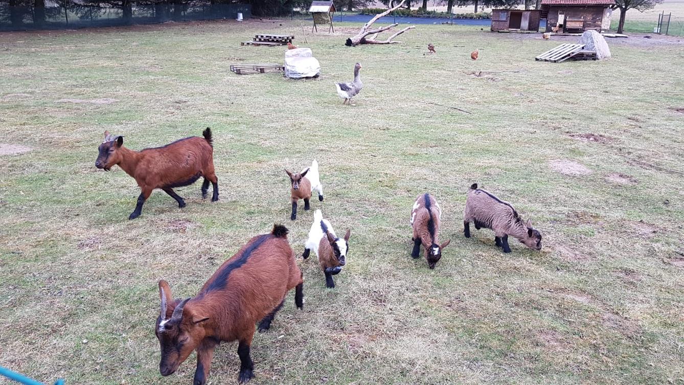 "Máme rádi zvířata" - vycházky za zvířátky - 1
