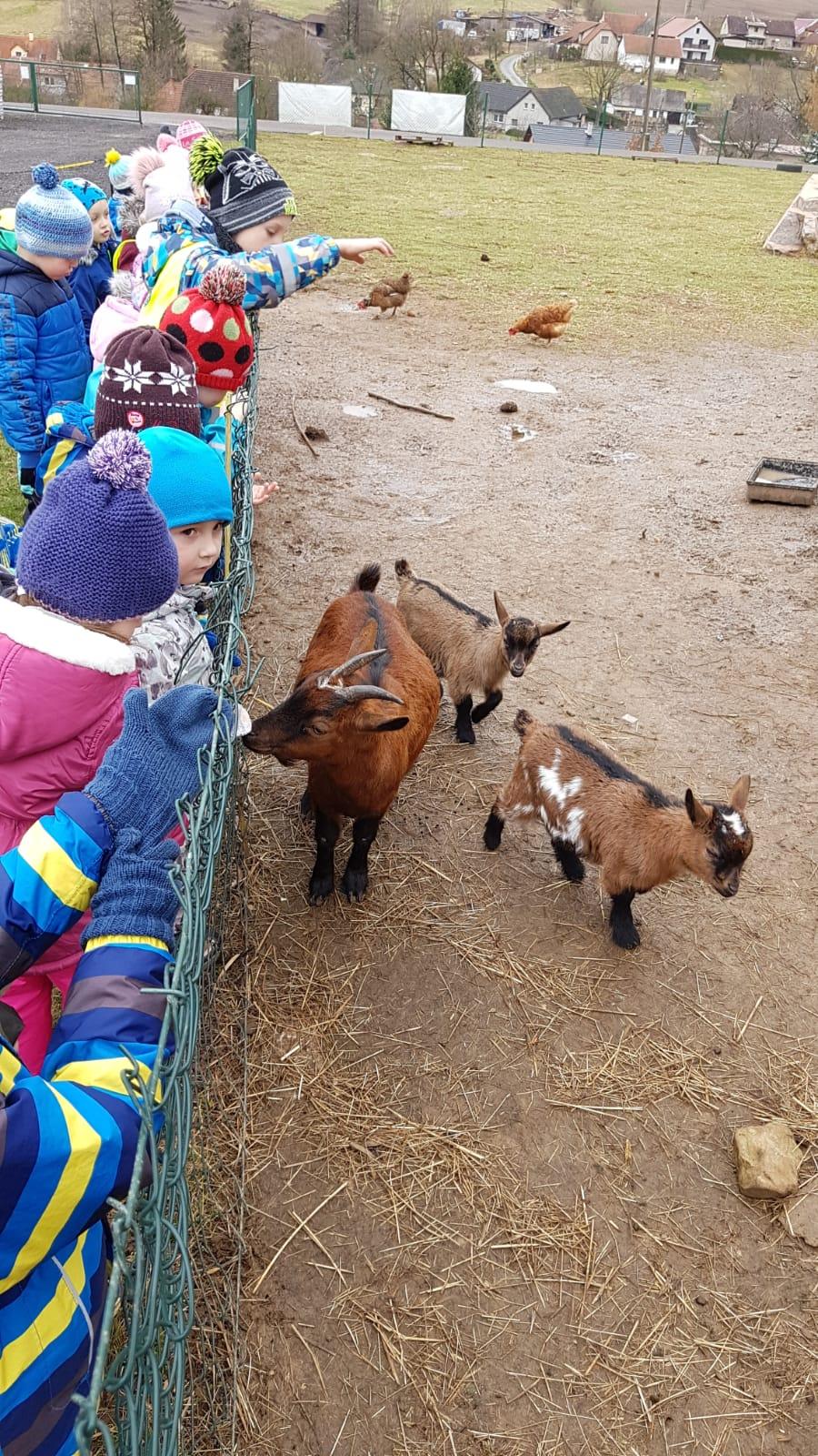 "Máme rádi zvířata" - vycházky za zvířátky - 3