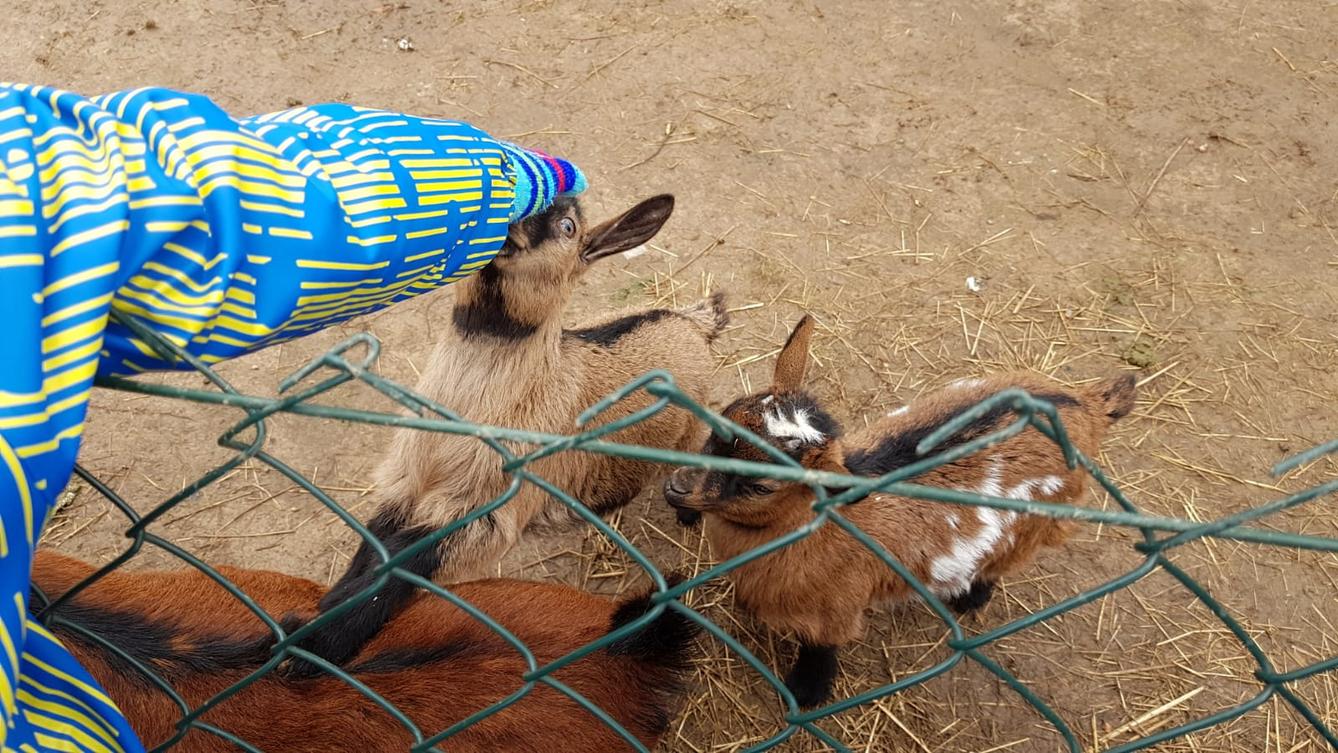 "Máme rádi zvířata" - vycházky za zvířátky - 4