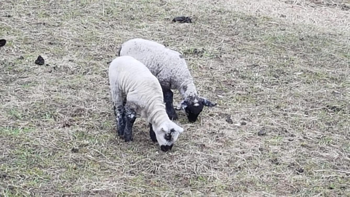 "Máme rádi zvířata" - vycházky za zvířátky - 5