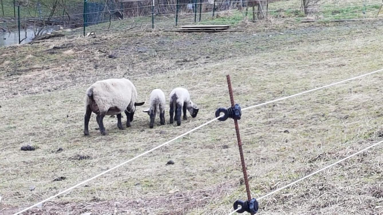 "Máme rádi zvířata" - vycházky za zvířátky - 6