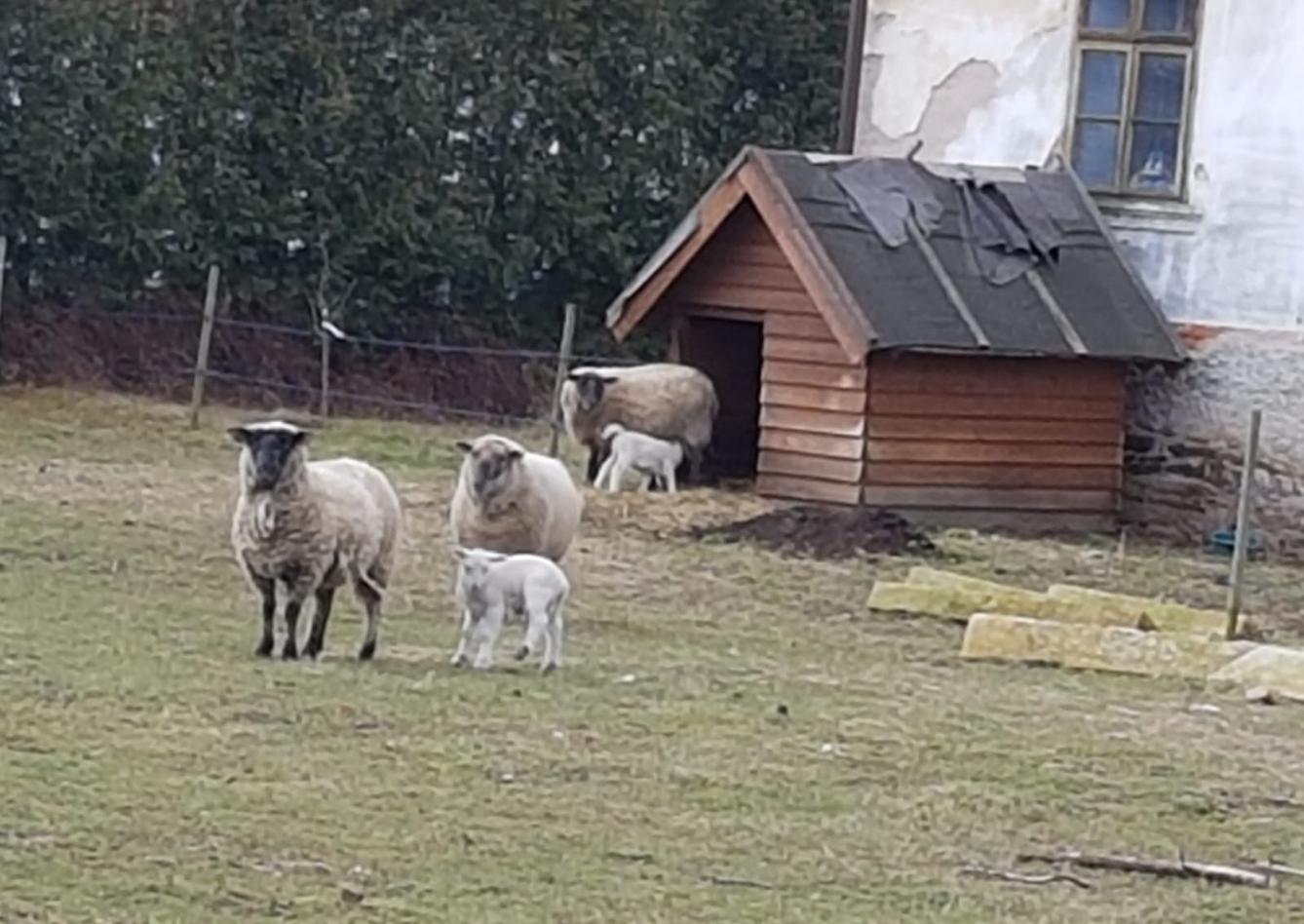 "Máme rádi zvířata" - vycházky za zvířátky - 8