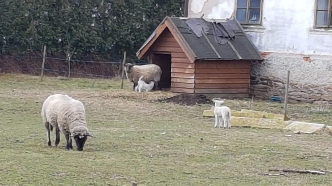"Máme rádi zvířata" - vycházky za zvířátky - 10