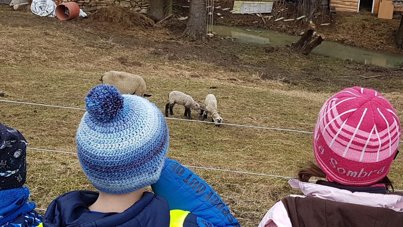 "Máme rádi zvířata" - vycházky za zvířátky - 13