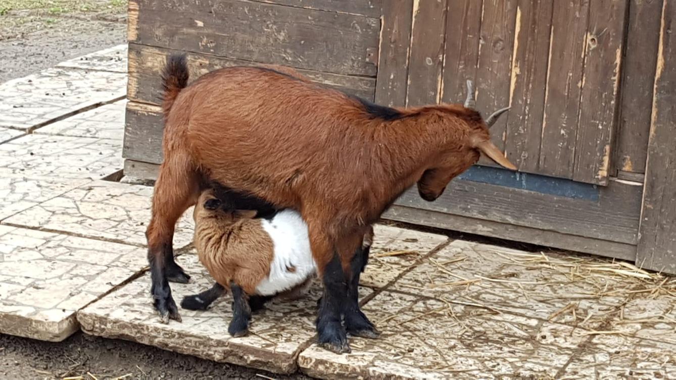 "Máme rádi zvířata" - vycházky za zvířátky - 15