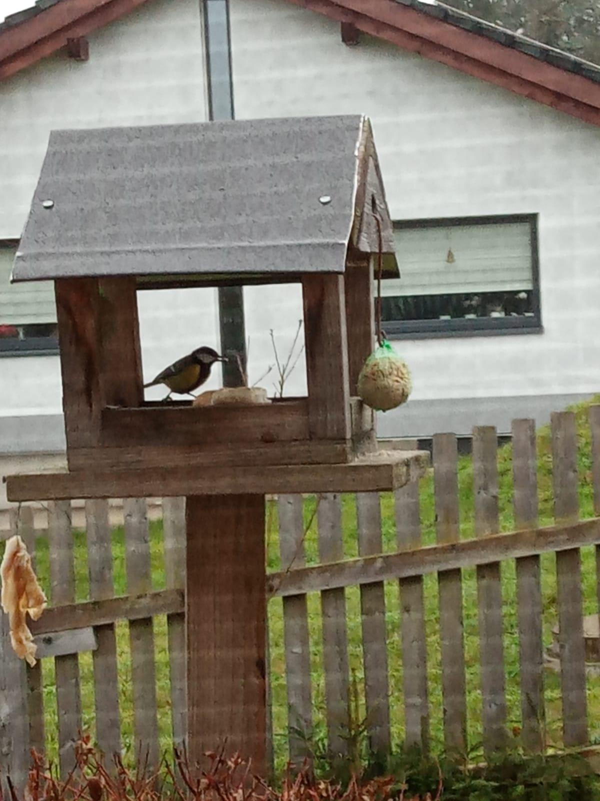 Nejkrásnějších 20 snímků z "Ptačí hodinky" - 9