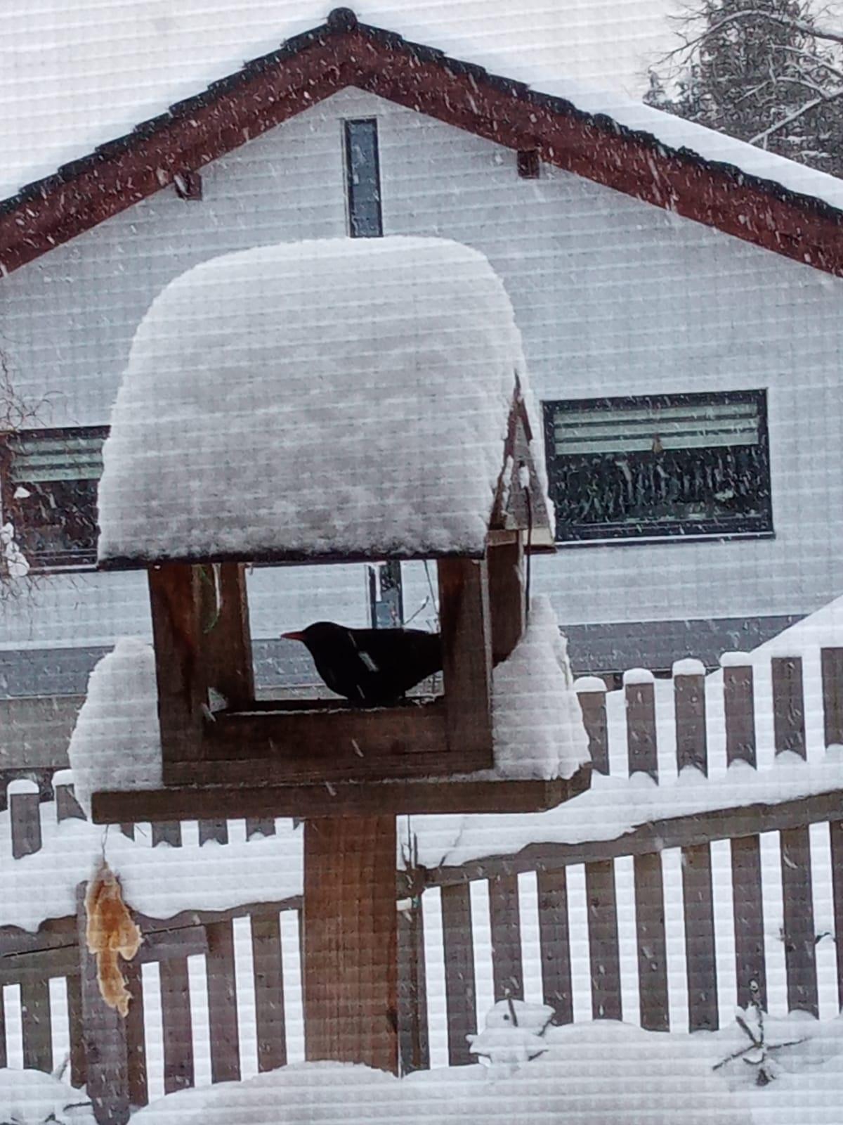 Nejkrásnějších 20 snímků z "Ptačí hodinky" - 10