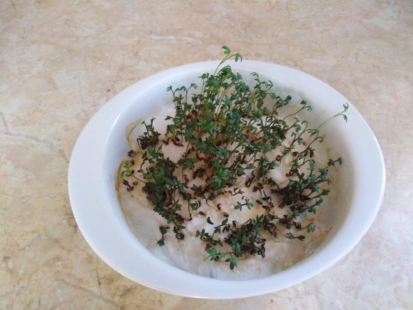 Distanční výuka v MŠ Kamarád (Jaro přišlo do vsi - předškoláci) :-) - 9