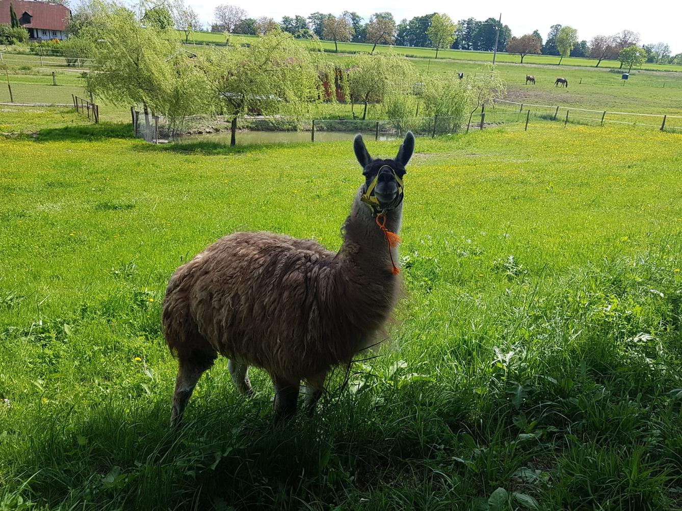 Sláva, nazdar výletu:-) (Babiččin statek - Líšnice) I. část - 24