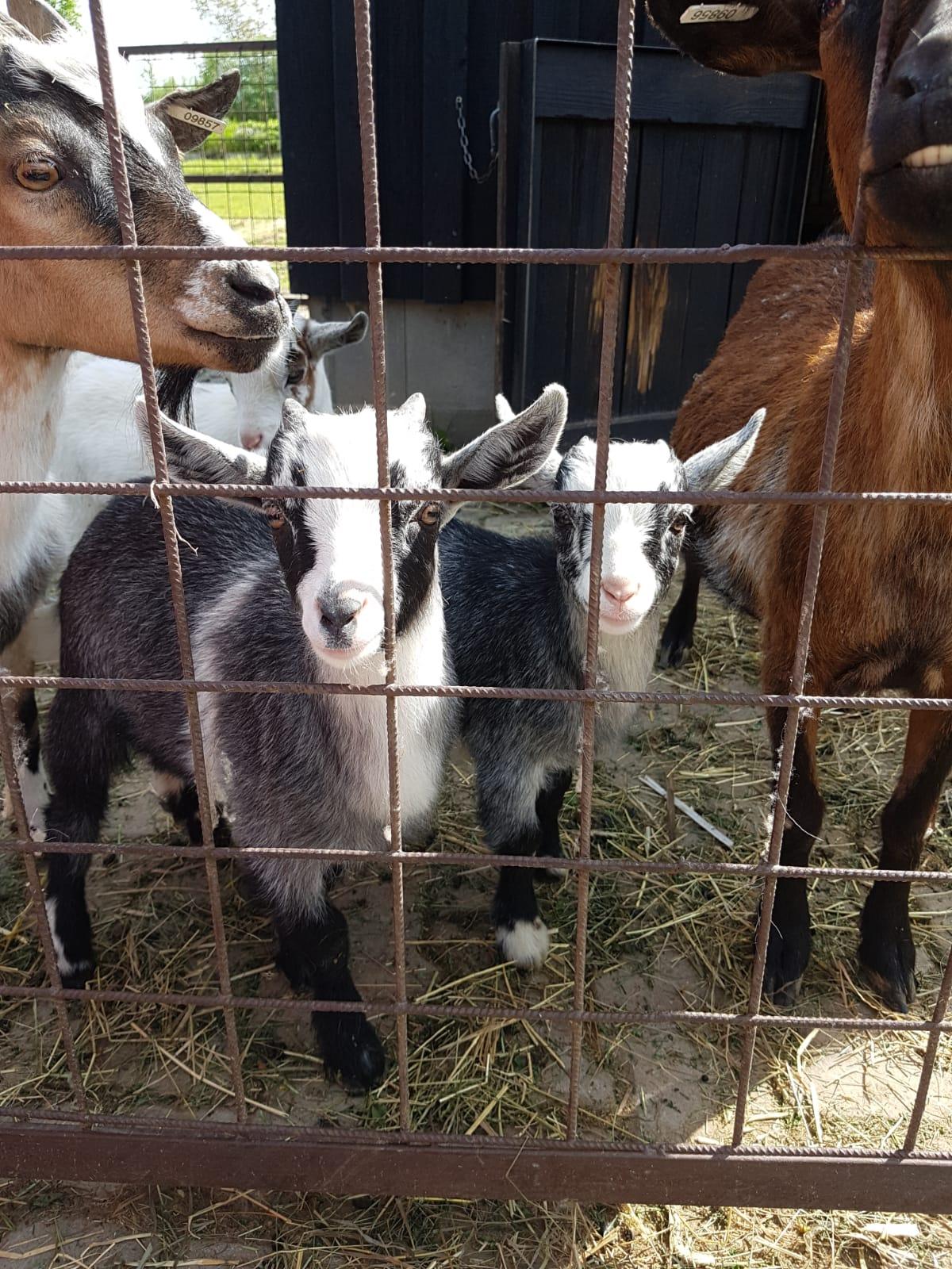 Sláva, nazdar výletu:-) (Babiččin statek - Líšnice) I. část - 40