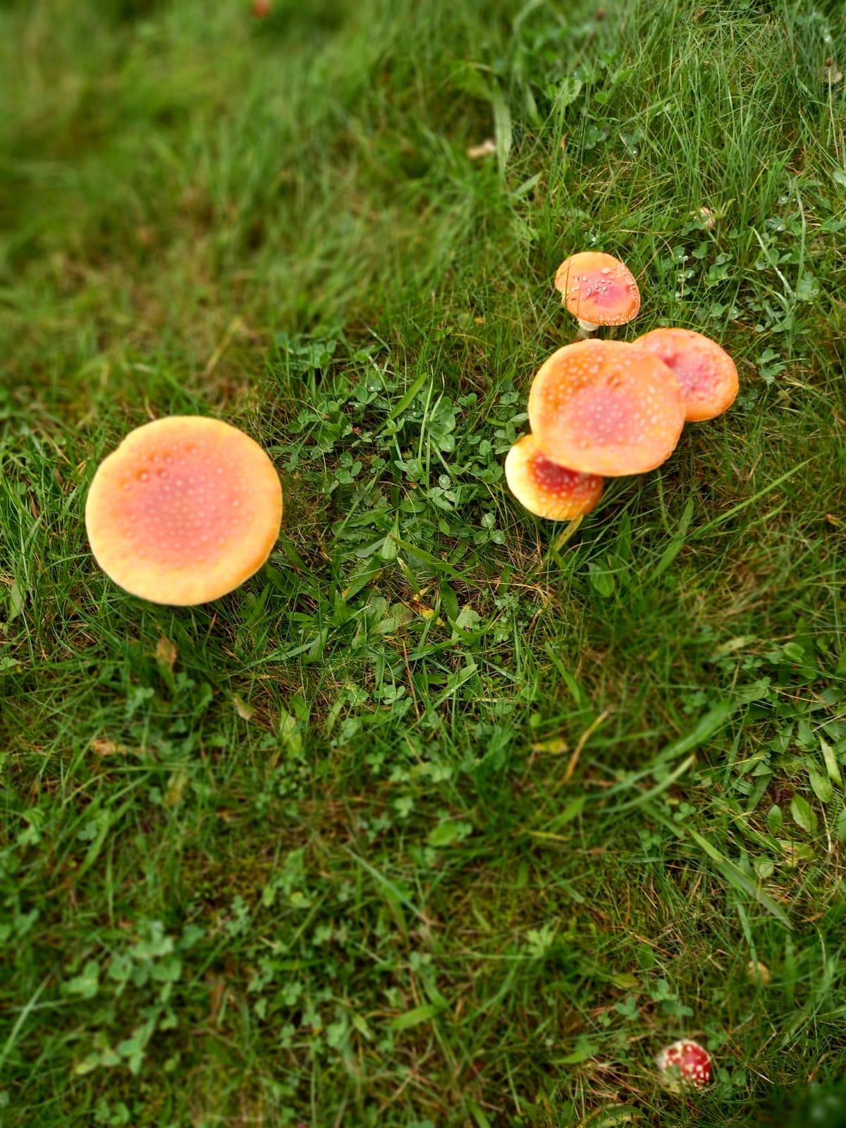 Broučci a jejich vycházky :-) - 1