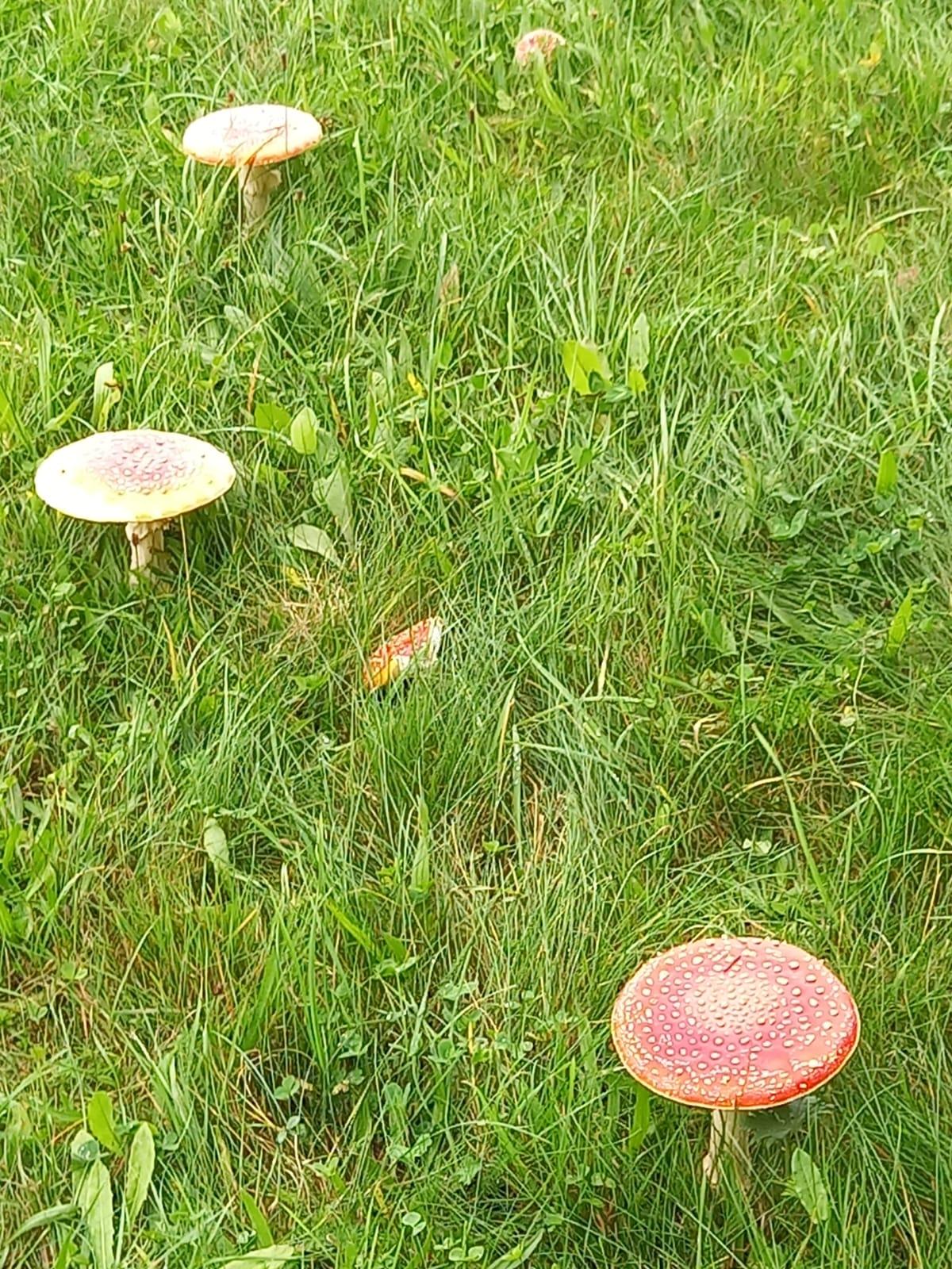 Broučci a jejich vycházky :-) - 5