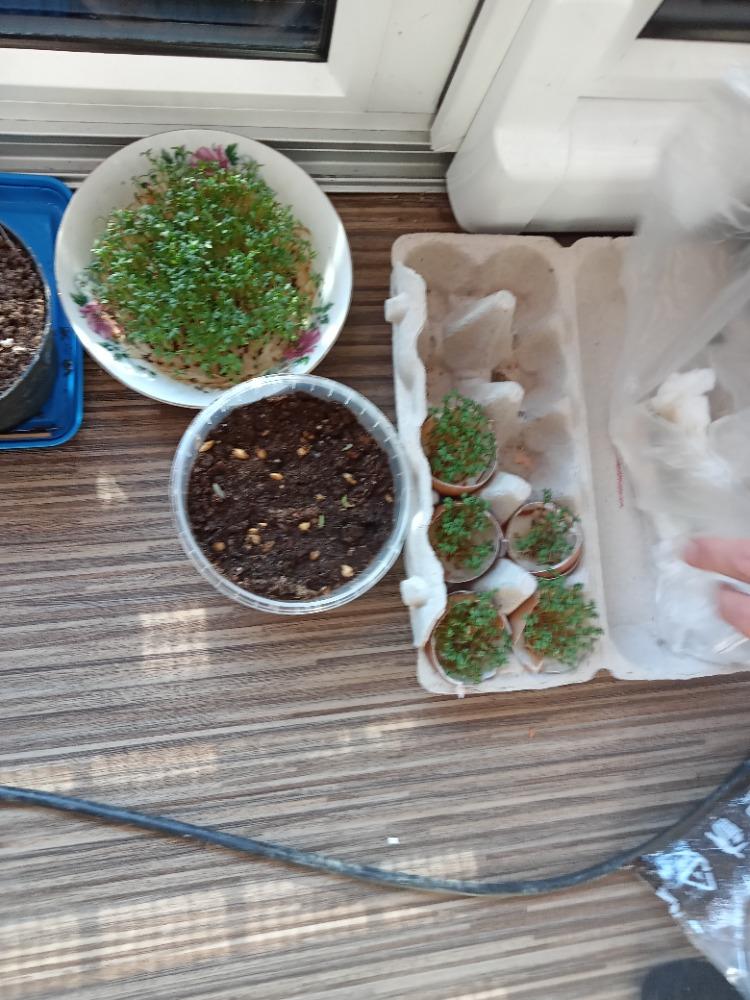 DISTANČNÍ VÝUKA V MŠ KAMARÁD (O třech zakletých stromech)- předškoláci - 9