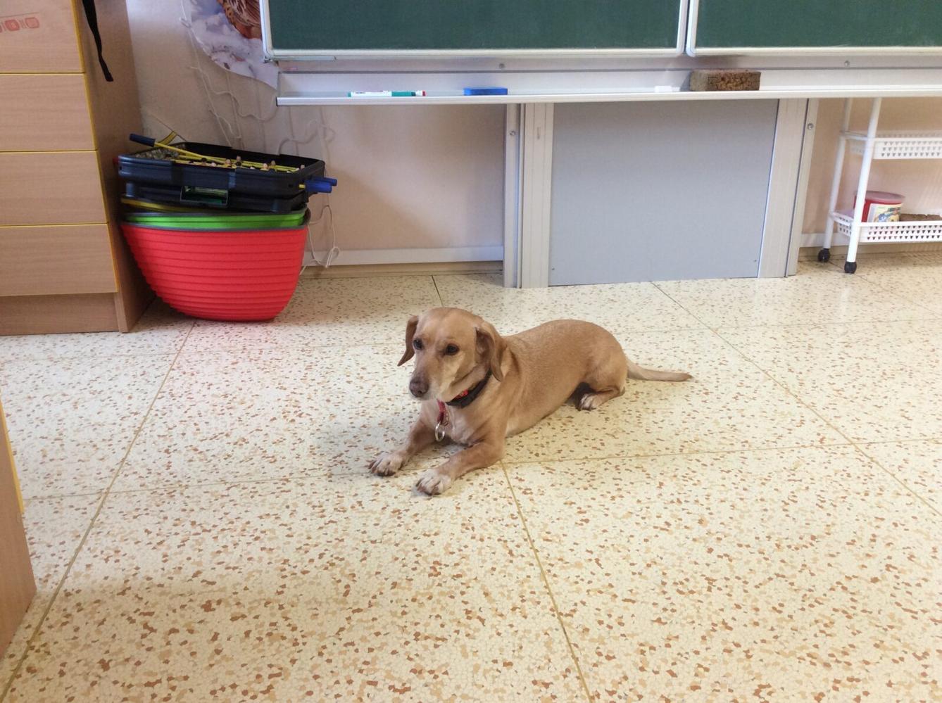 Turistický kroužek - TLAPKY - 1