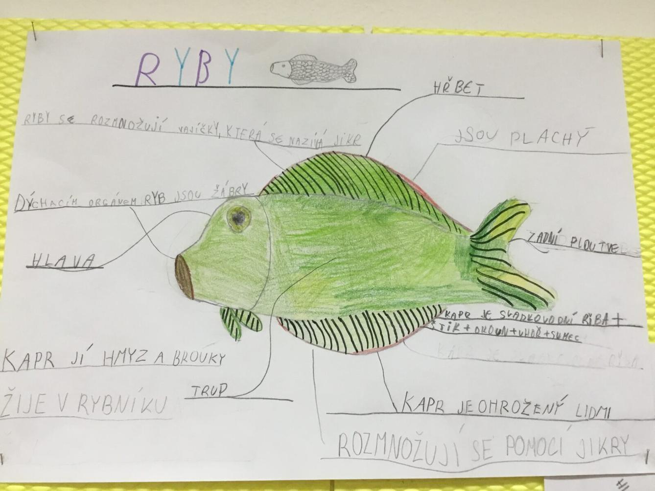 Skupinové aktivity a tandemové tvoření ve třetí třídě 7. 5. - 10