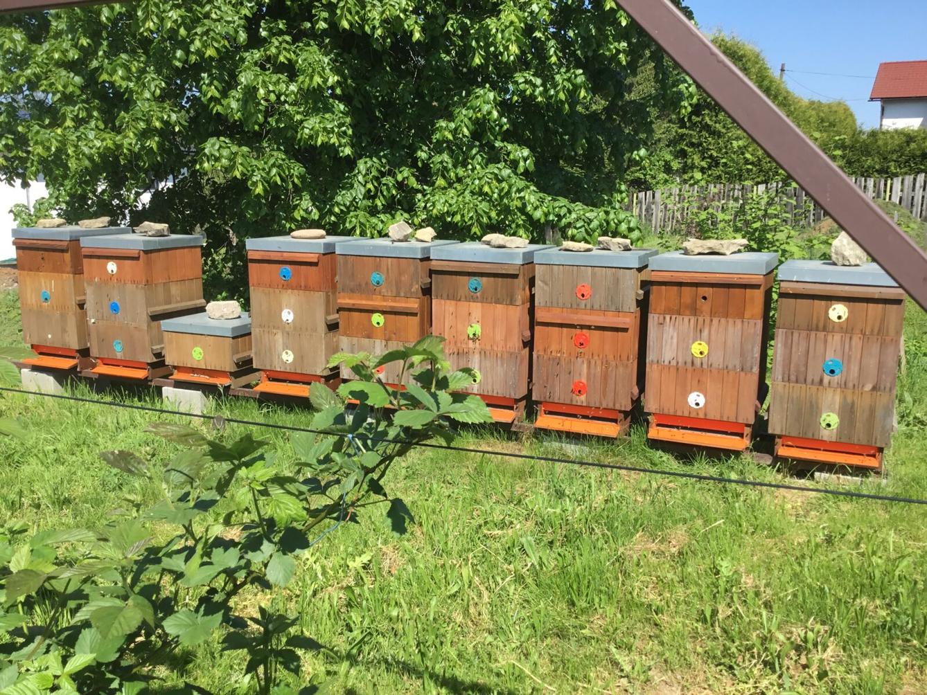 Dětský den a projektový "Den se včelami" ve třetí třídě - 34