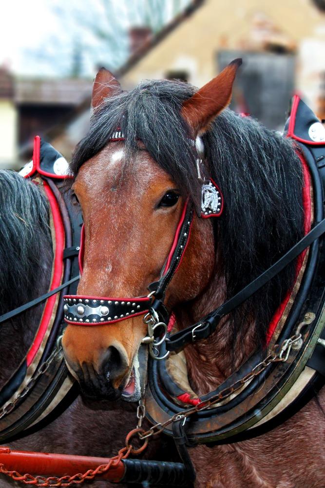 vzpomínka na Masopust - 1