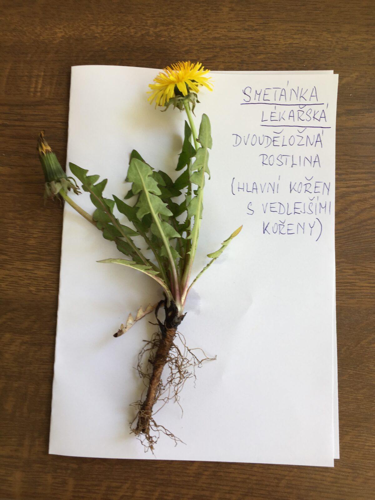 Botanika v 7. třídách - 10