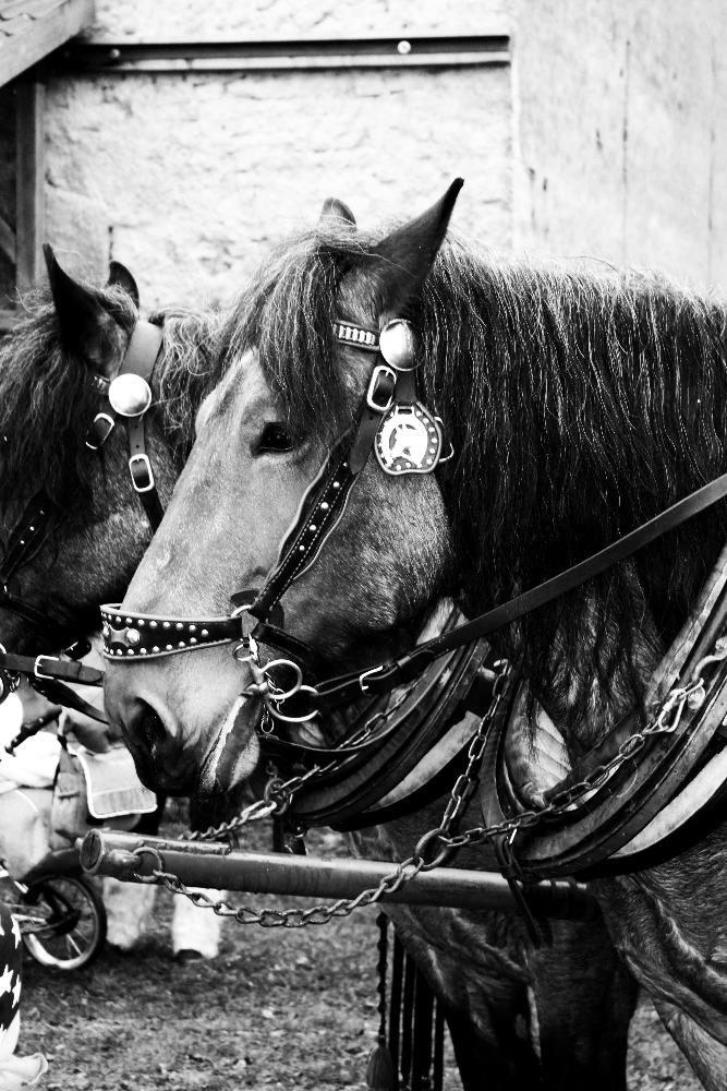 vzpomínka na Masopust - 10