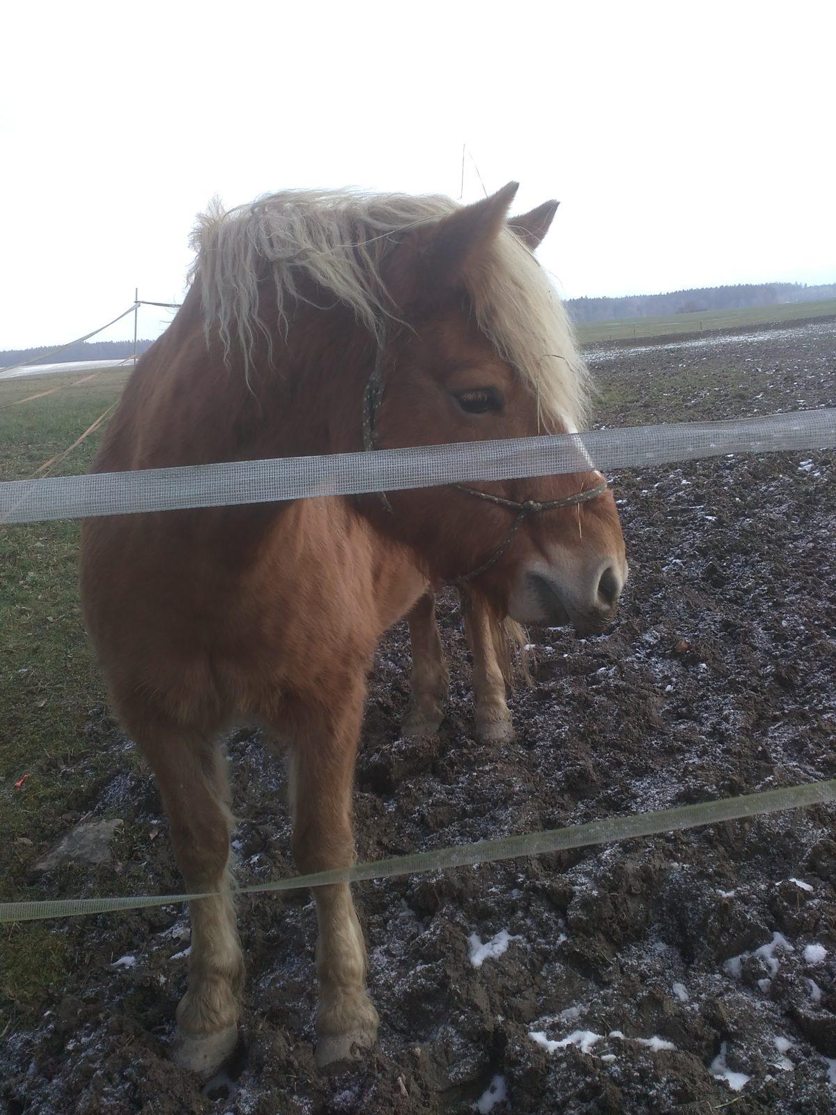 Vycházka ke koníčkovi aneb "máme rádi zvířata" - 2