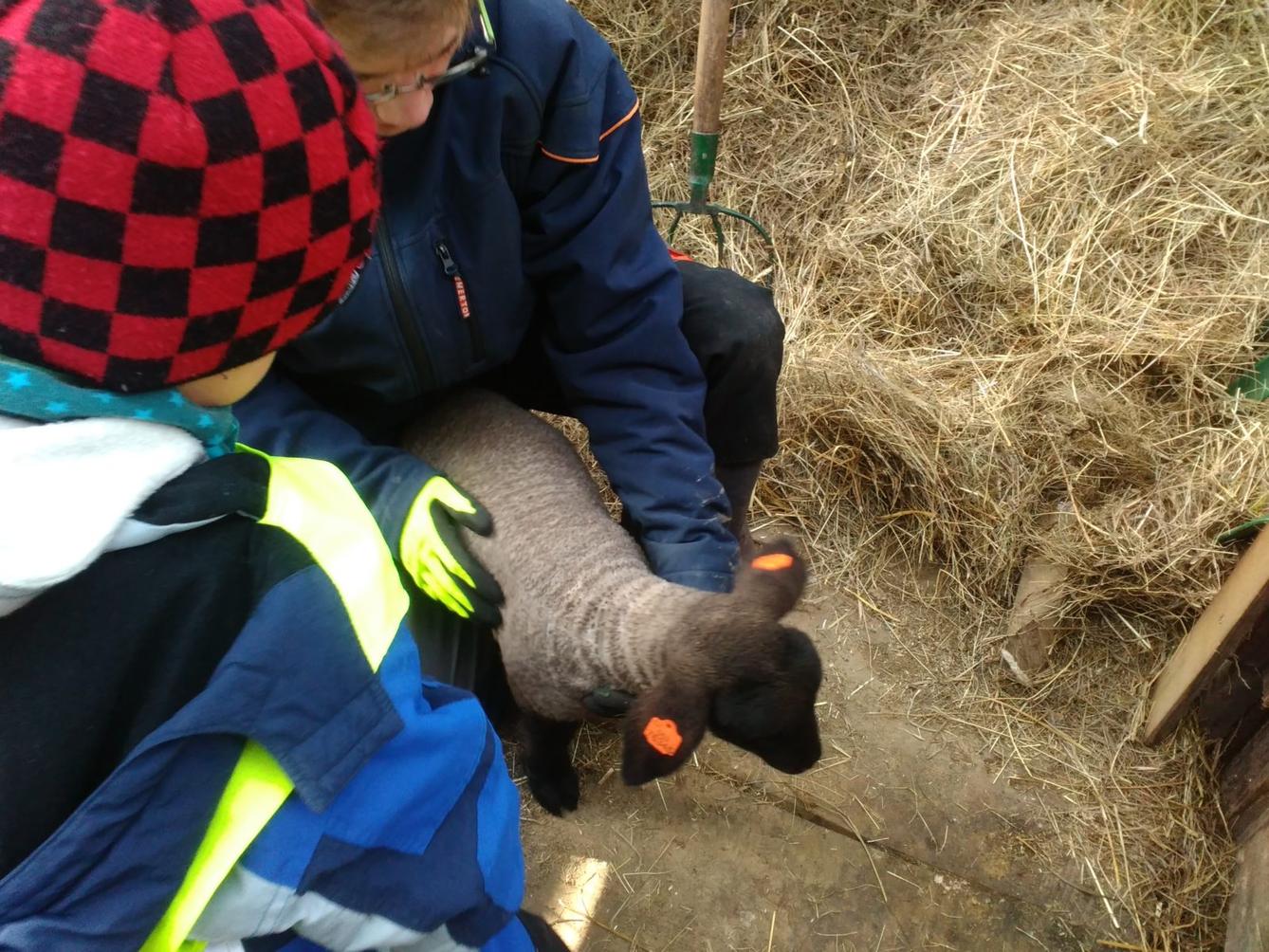 Vycházka za ovečkami a jejich jehňátky - 1