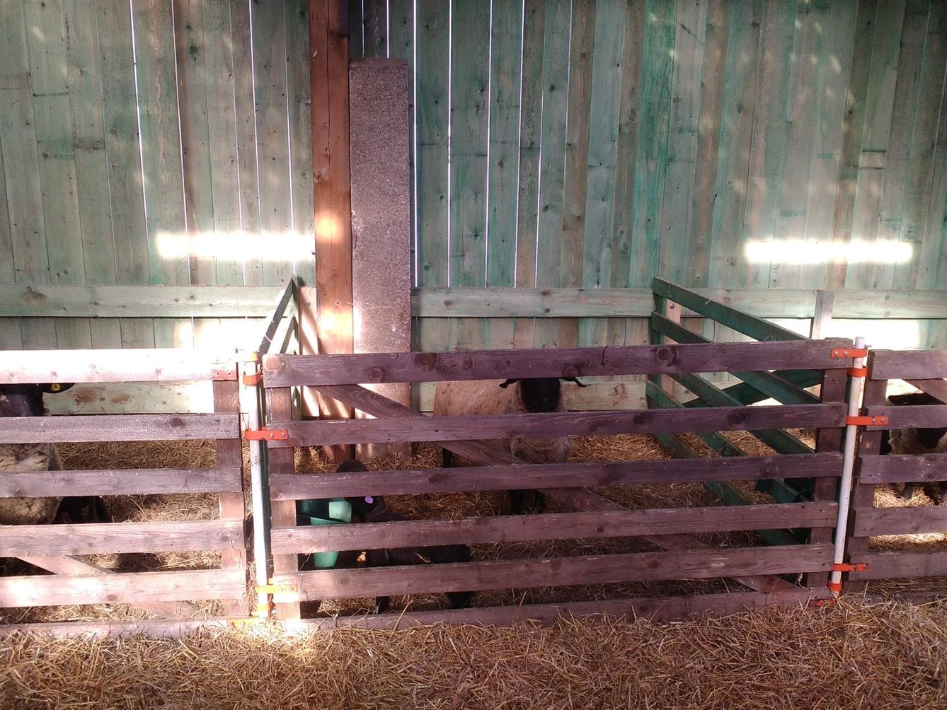 Vycházka za ovečkami a jejich jehňátky - 5