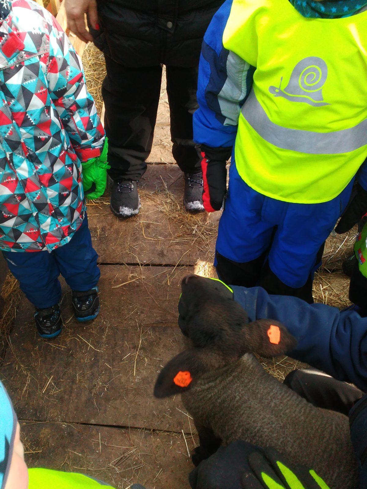 Vycházka za ovečkami a jejich jehňátky - 6