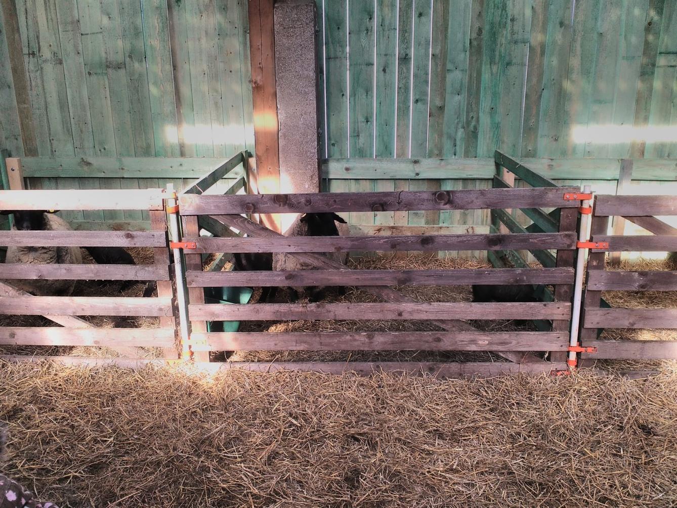 Vycházka za ovečkami a jejich jehňátky - 9