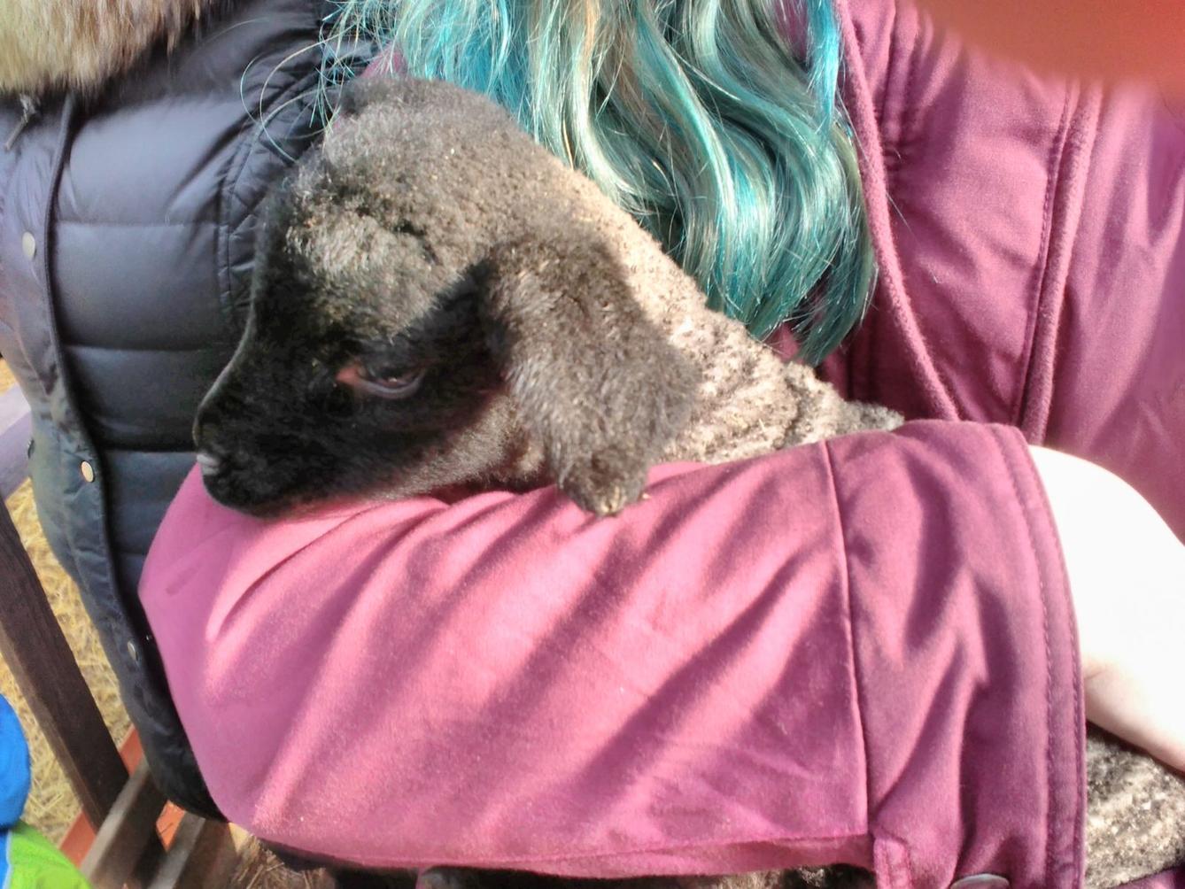 Vycházka za ovečkami a jejich jehňátky - 10