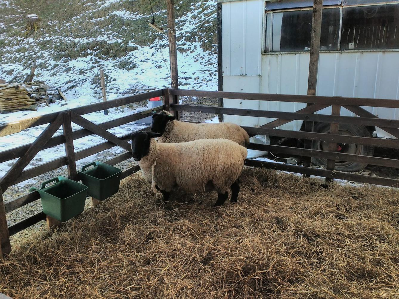 Vycházka za ovečkami a jejich jehňátky - 11