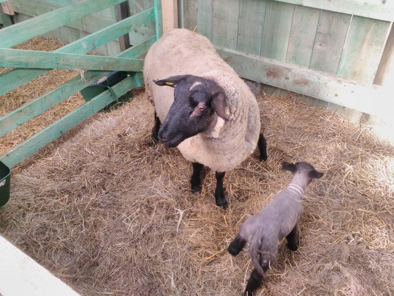 Vycházka za ovečkami a jejich jehňátky - 13