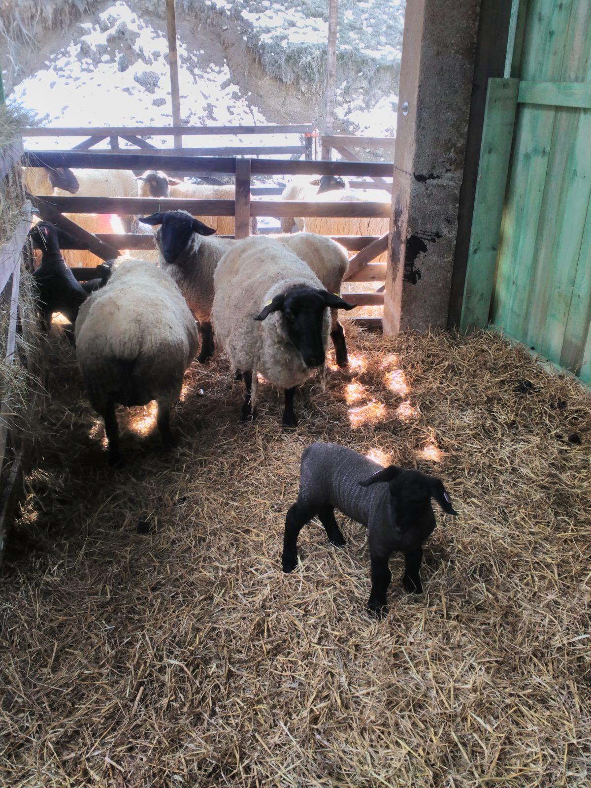 Vycházka za ovečkami a jejich jehňátky - 16