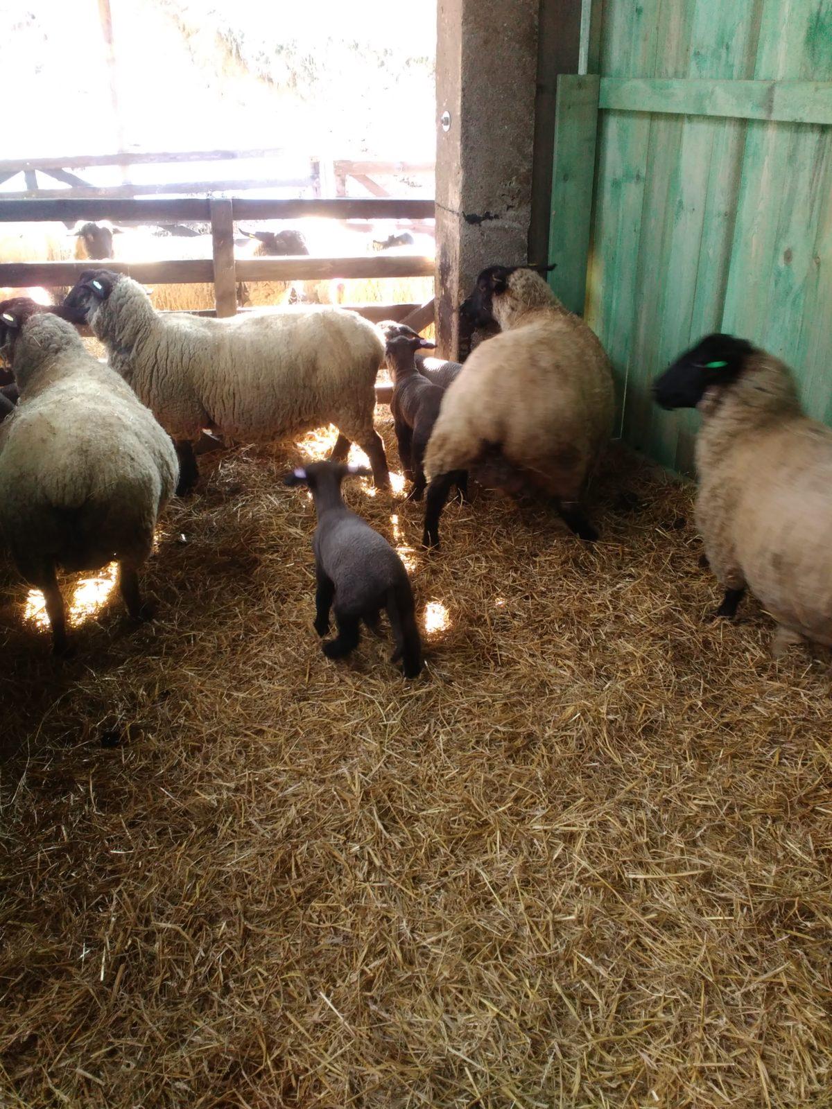 Vycházka za ovečkami a jejich jehňátky - 17