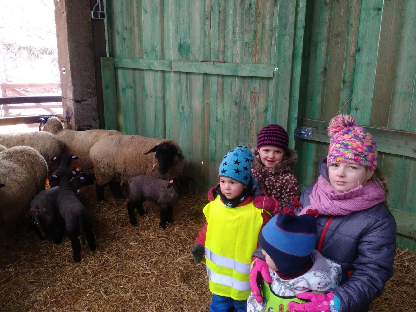 Vycházka za ovečkami a jejich jehňátky - 21