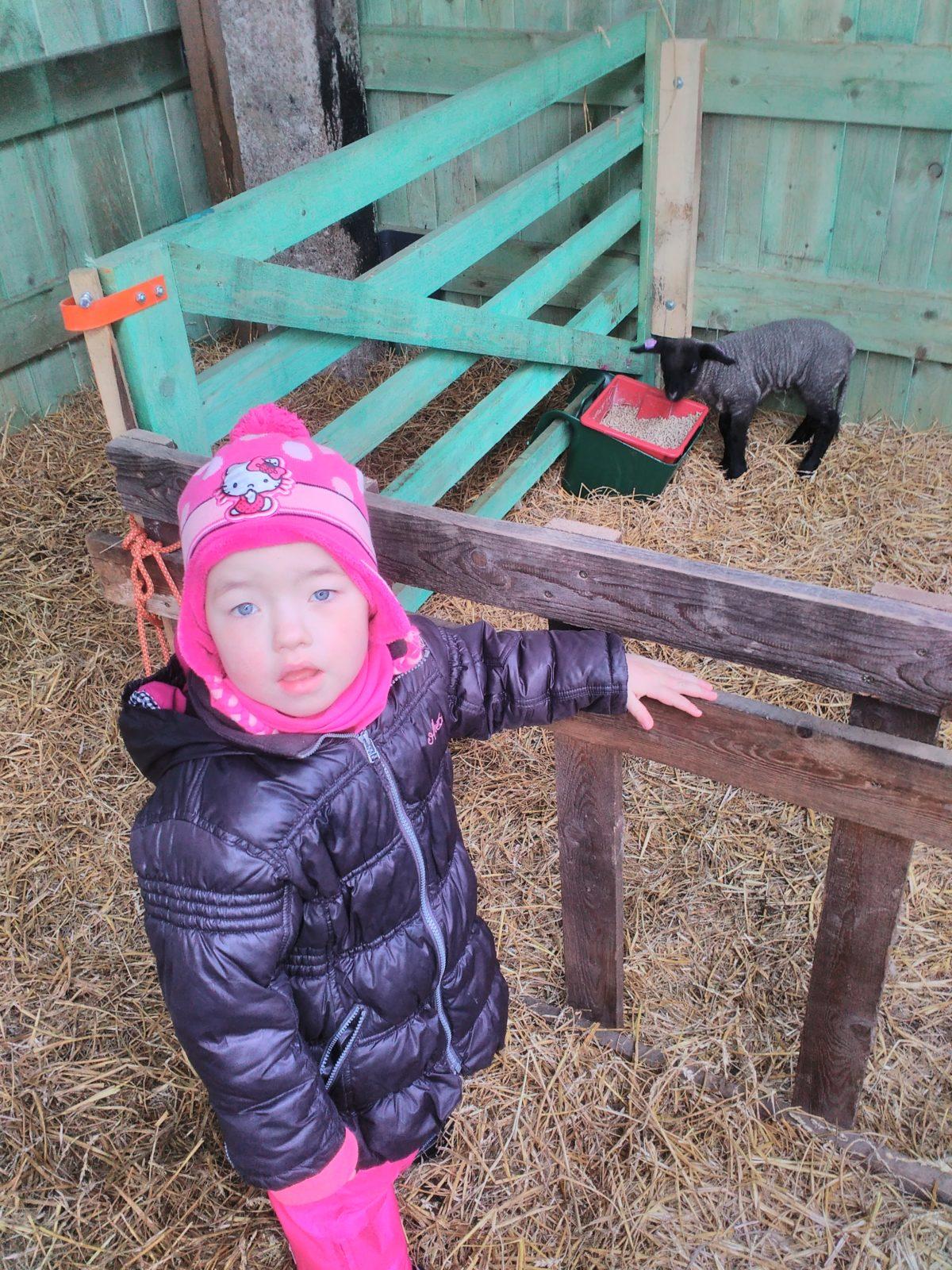 Vycházka za ovečkami a jejich jehňátky - 28